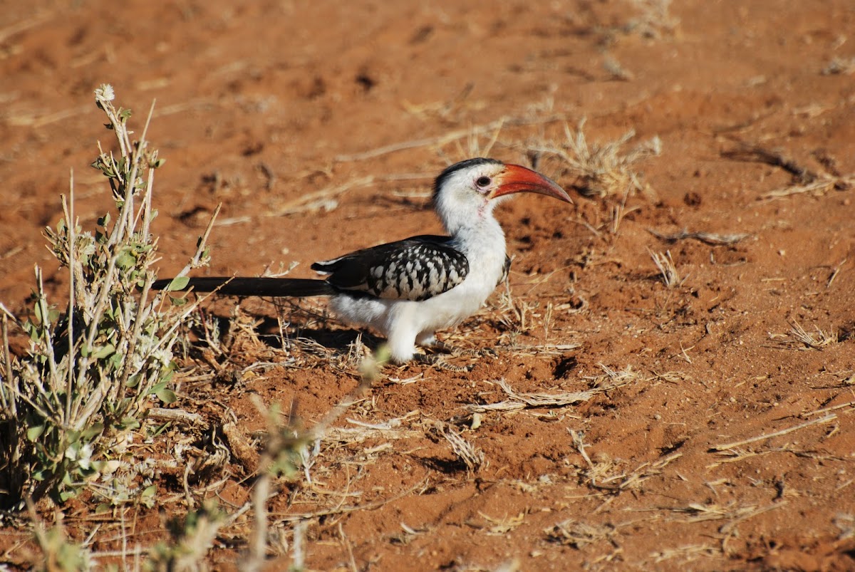 Northern Red-billed Hornbill