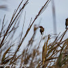 House Sparrow