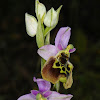 Late Bee-orchid