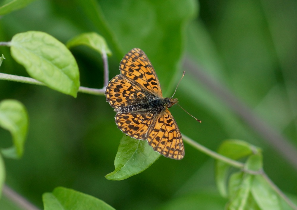 Lesser Spotted Fritillary