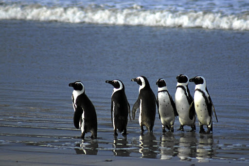 The African penguin will be one of the main focuses of the event at Sanccob on Saturday morning