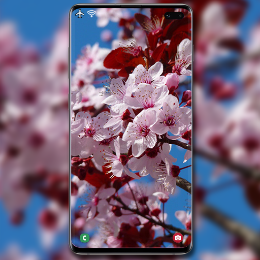 Cherry Blossom Wallpaper
