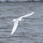 Forster's Tern