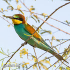 European Bee-eater.