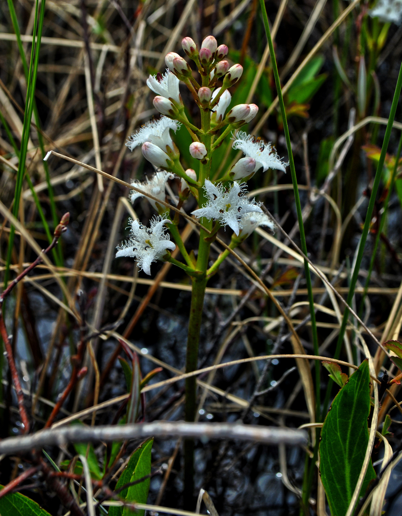 Bog-Bean