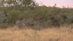 La Perla Ranch Whitetail thumbnail