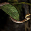 Northern Cat-eyed Snake