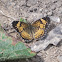 Silvery Checkerspot