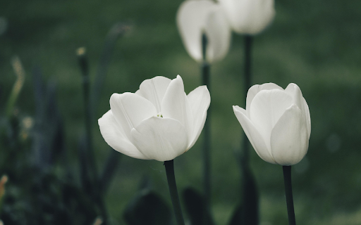 White tulips