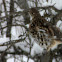 Roughed Grouse