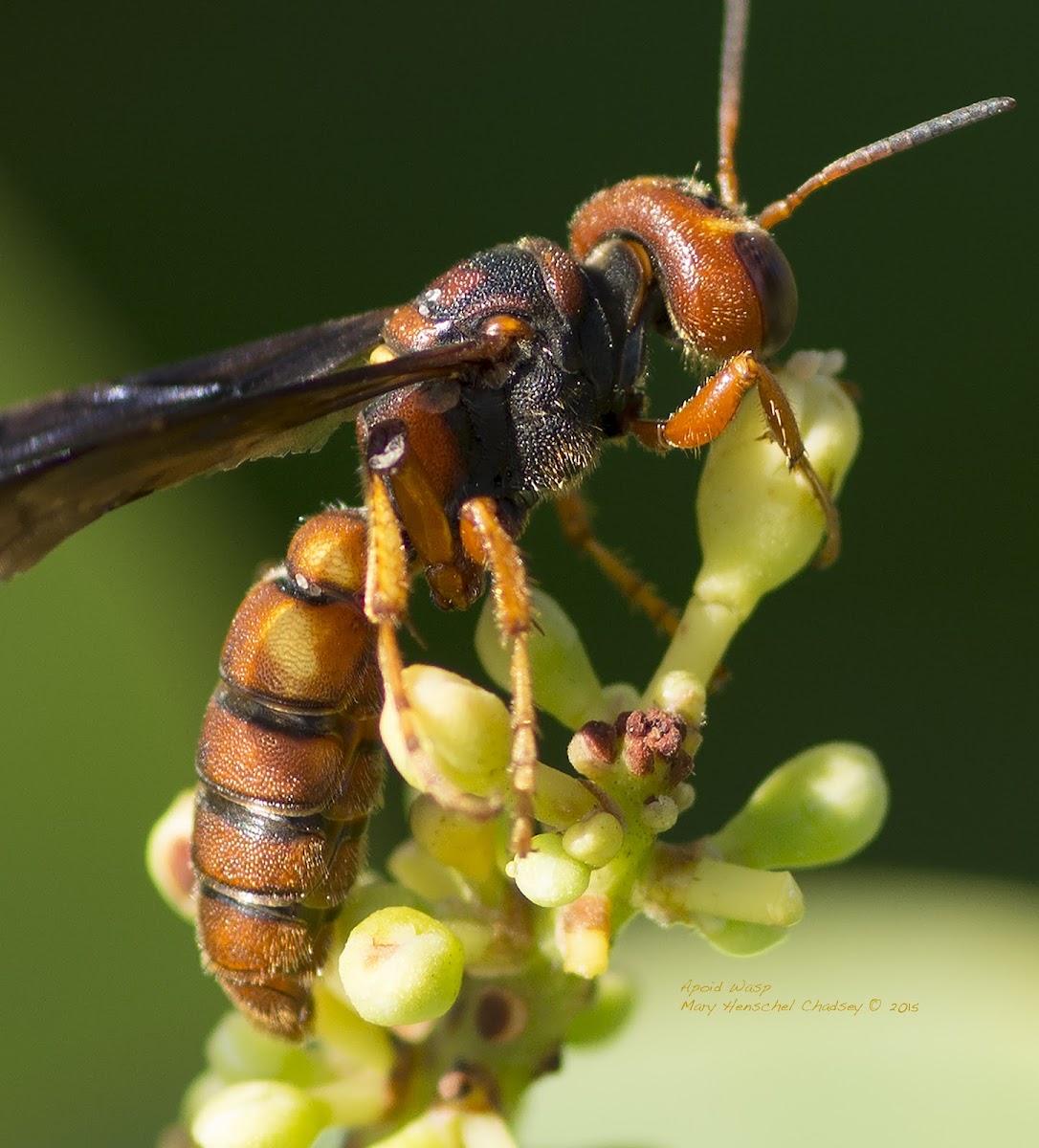 Wasp