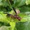 Brown paper wasp - Polistes annularis