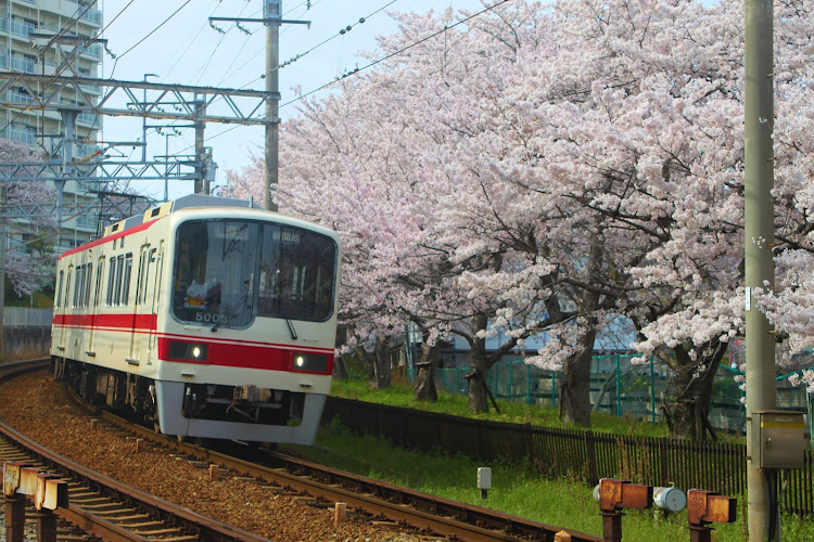 フリードの桜とコラボ・T7R・work Emotion・アッシュドチタン・撮り鉄に関するカスタム事例の投稿画像5枚目