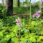 American Vetch