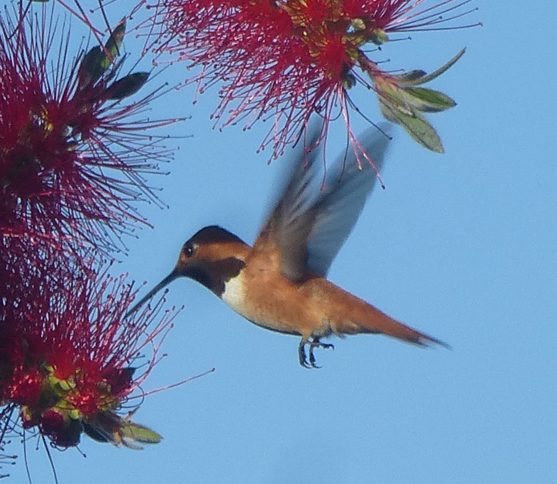 Rufus Hummingbird- Male