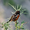 Spotted towhee