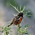 Spotted towhee