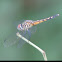 Blue Dasher      female