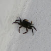 Unknown small crab