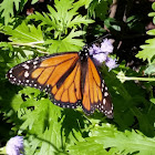 Monarch butterfly