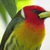 Red-headed barbet