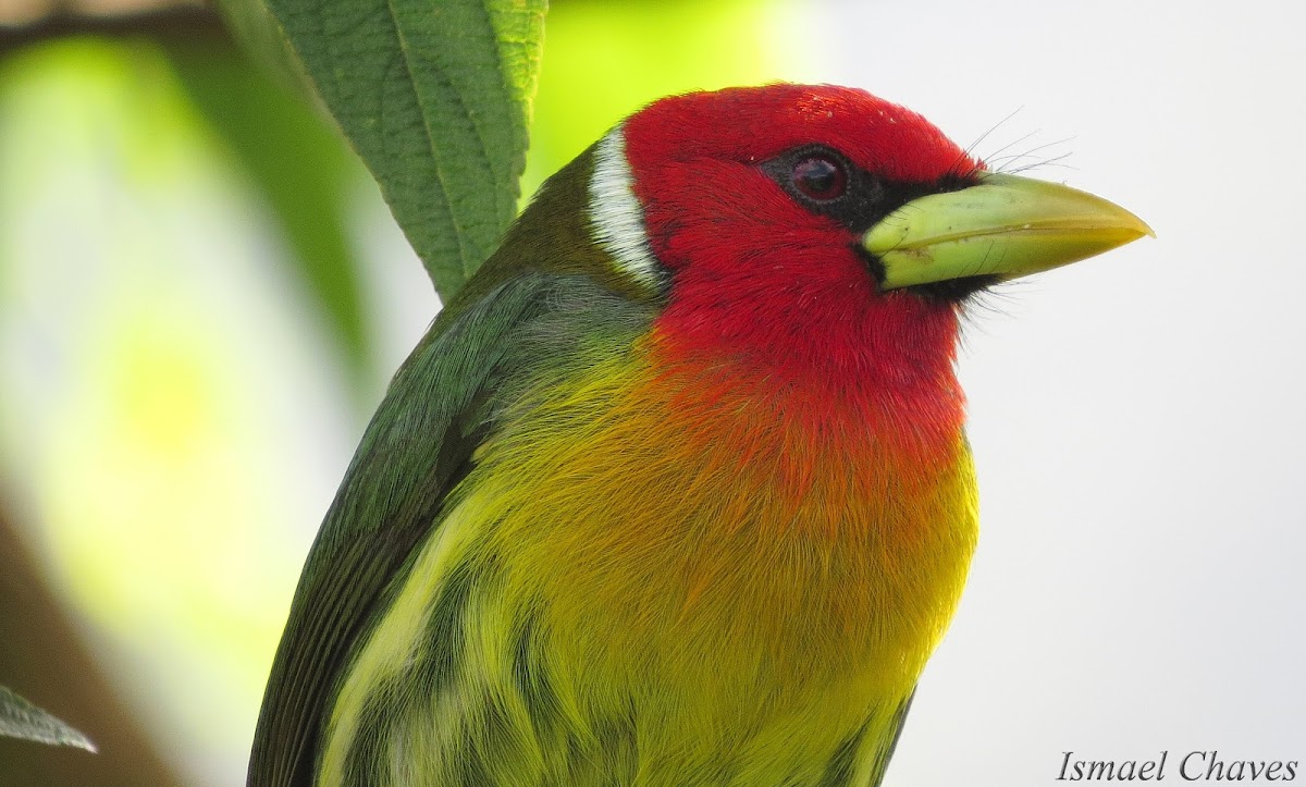 Red-headed barbet