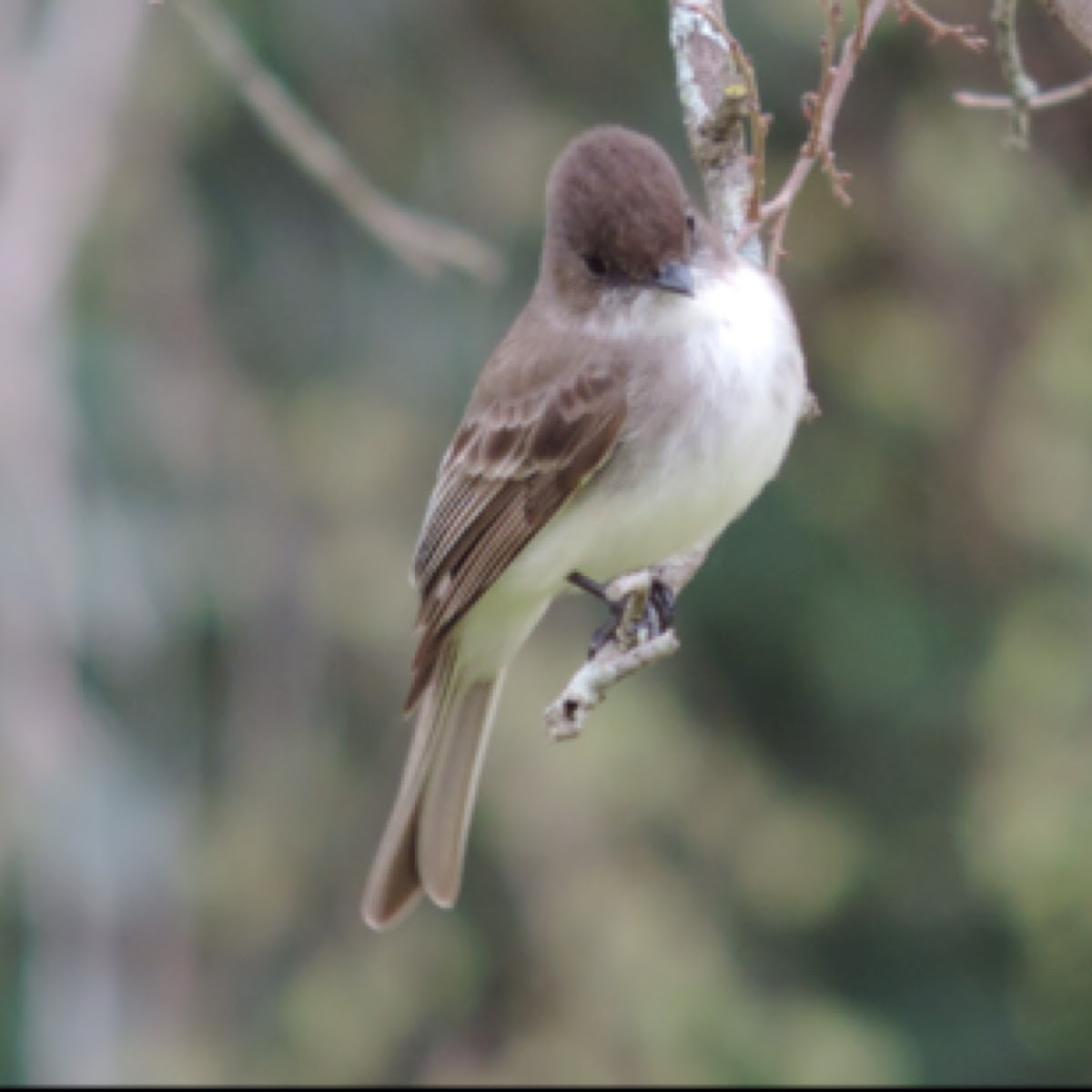 Eastern Phoebe