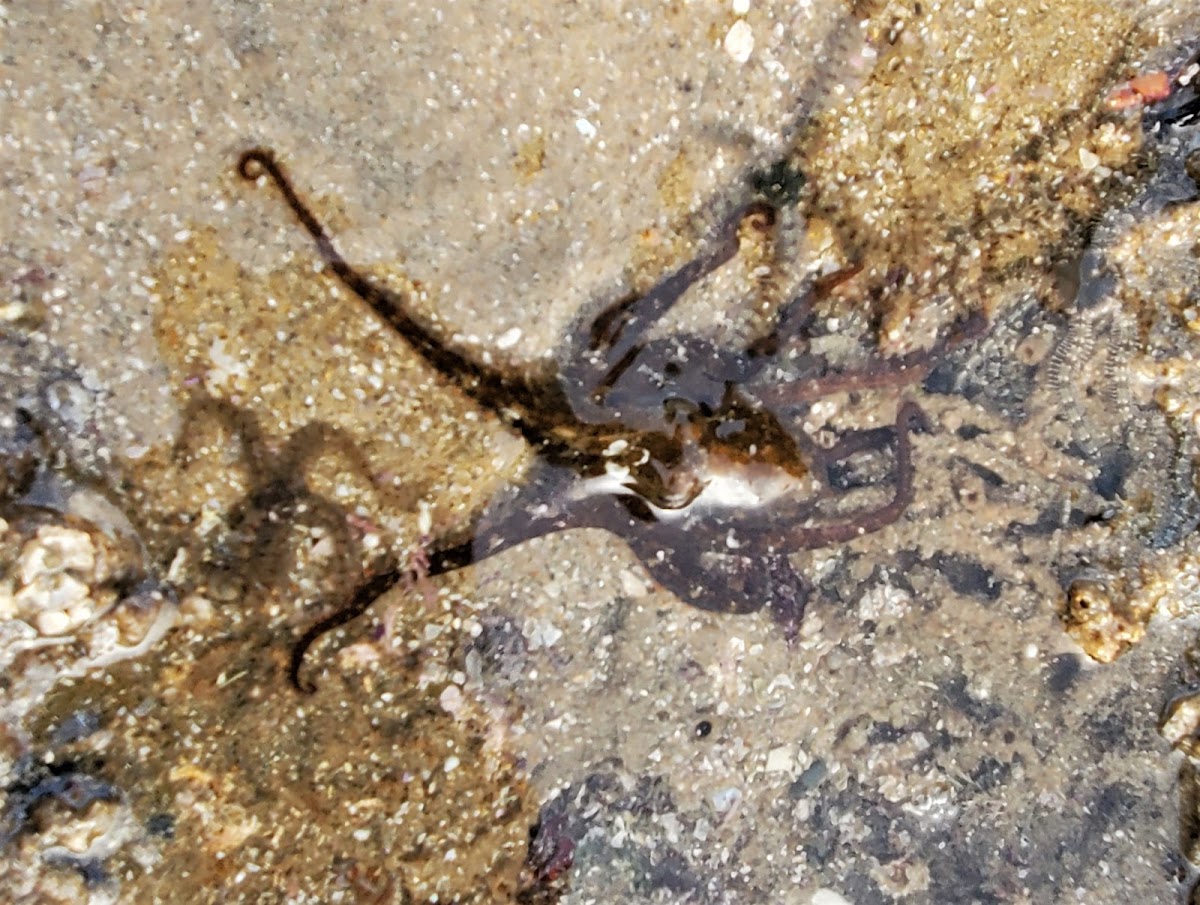 East Pacific red octopus