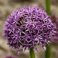 Allium  di 