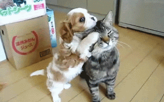 Como fazer gato e cachorro se darem bem