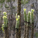 Common Mullein