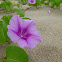 Beach Morning Glory