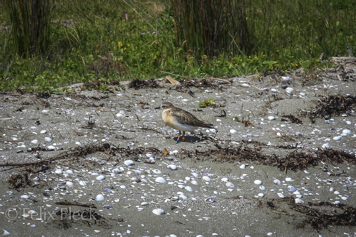 Northern New Zealand Dotterel