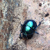 Cobalt Milkweed Beetle