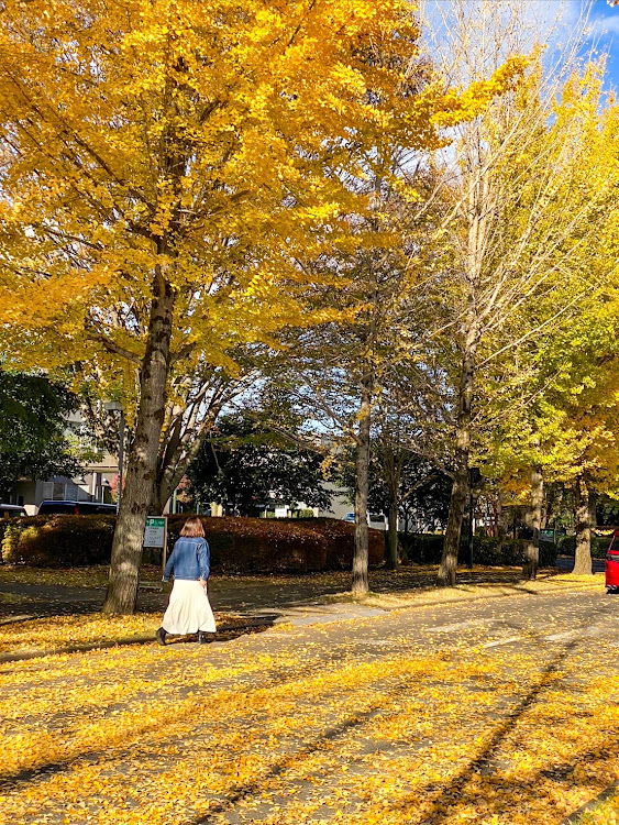 オデッセイのclub.M・栃木県遠征・とある大学のイチョウ・イチョウの絨毯・2024ベストショット11月に関するカスタム事例の投稿画像7枚目