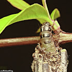 Bagworm Moth