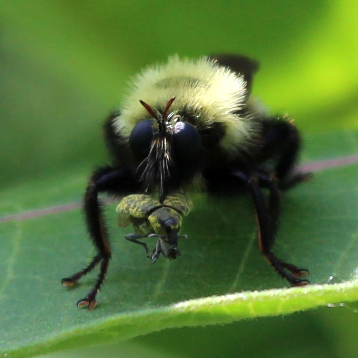 Robber Fly (Eating Beetle)