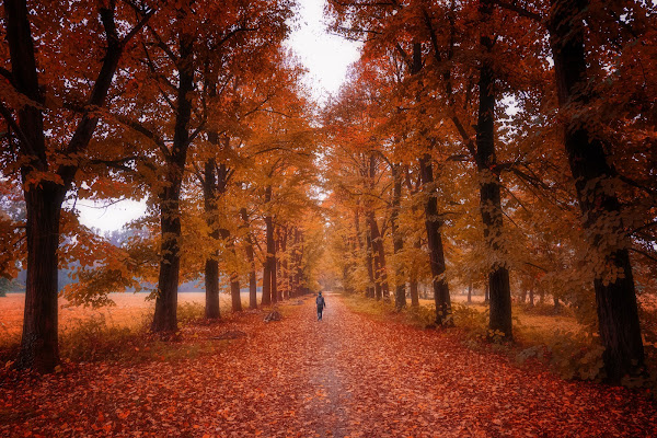 Magico Autunno di utente cancellato