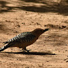 Gila Woodpecker