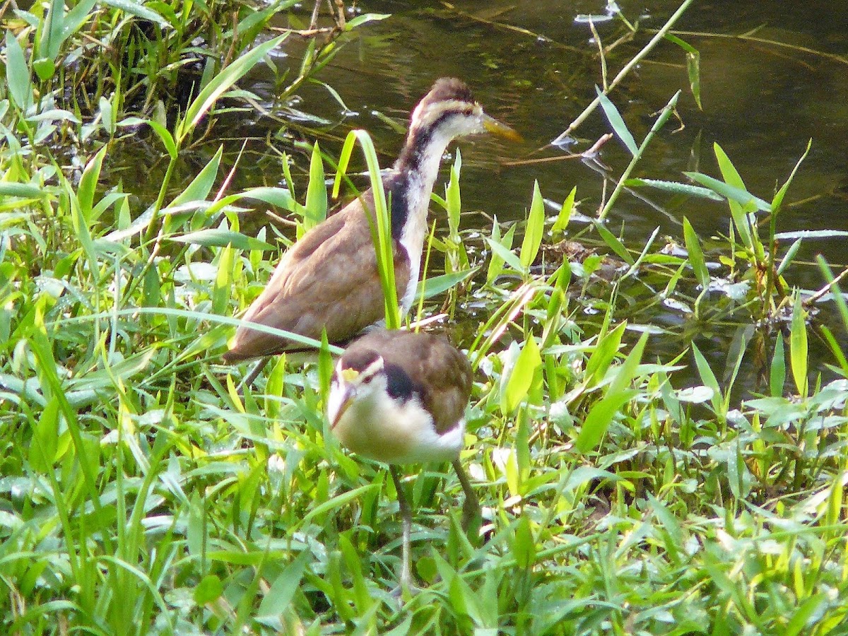 Northern Jacana - juvenile