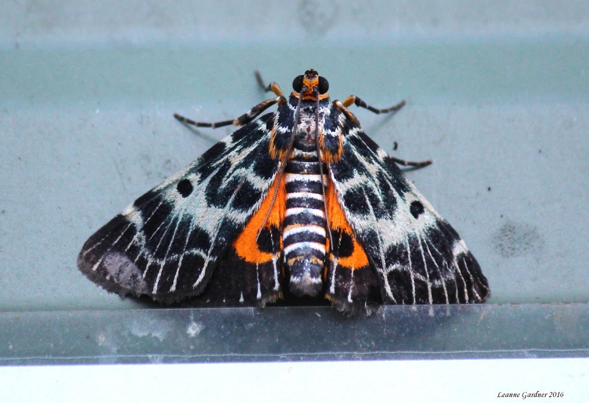 Pyralidae Moth