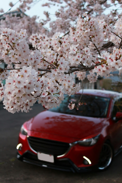 デミオのDJデミオ・ソウルレッドクリスタルメタリック・桜・リベンジ・田舎は近場に良いロケーションがあるに関するカスタム事例の投稿画像3枚目