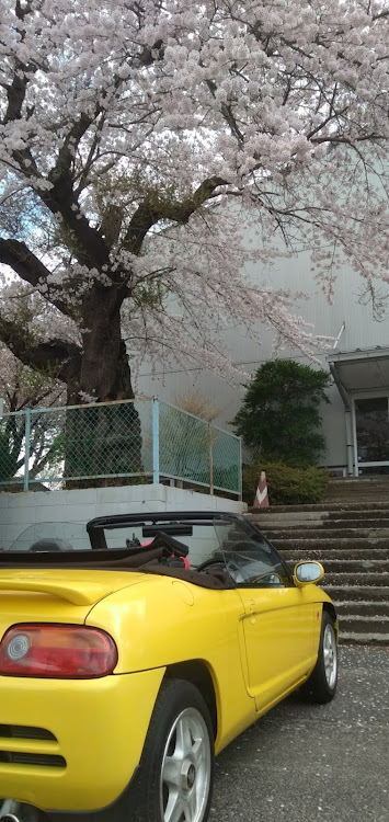 ビートの春の風物詩と愛車・2,300書いた😏・シトロエンDS・胸に響く永遠のヒーローに関するカスタム事例の投稿画像1枚目