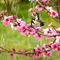 La natura e i suoi colori di 