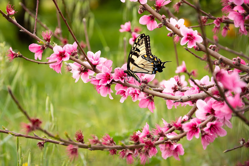 La natura e i suoi colori di Andrea-Zuccaro