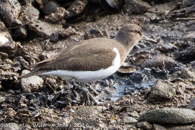 Common Sandpiper