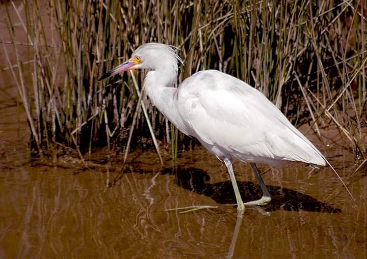 White Ibis