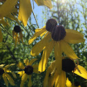 Black Eyed Susan