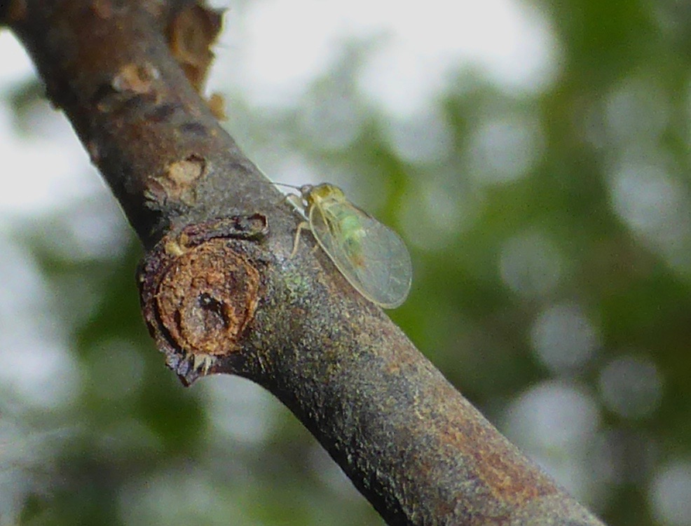 Willow Psyllid