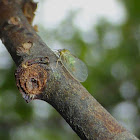 Willow Psyllid